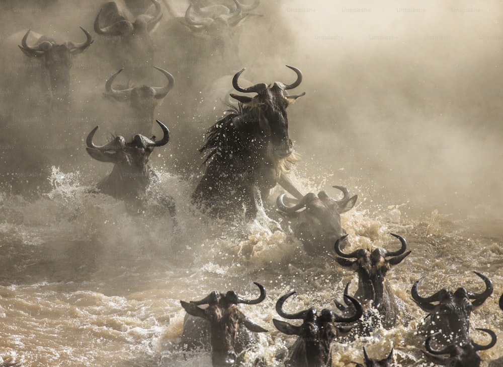 Los ñus están cruzando el río Mara. Gran Migración. Kenia. Tanzania. Parque Nacional Masai Mara. Una excelente ilustración.
