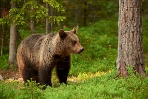 Beautiful and wild brown bear in the green Finnish taiga