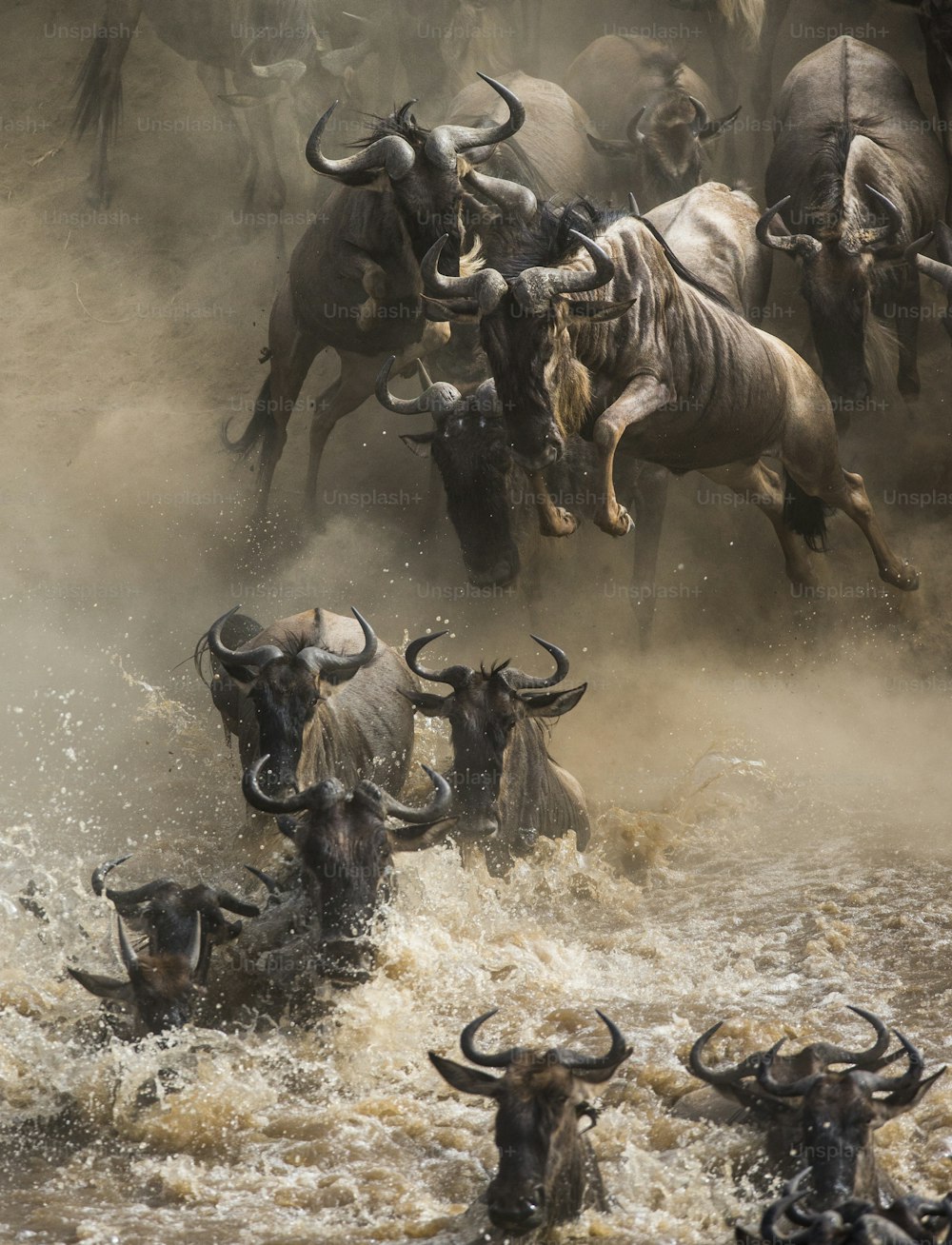 Wildebeest jumping into Mara River. Great Migration. Kenya. Tanzania. Masai Mara National Park. An excellent illustration.