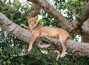 大きな木に横たわる雌ライオン。クローズ アップ。ウガンダ。東アフリカ。素晴らしいイラストです。