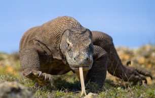 Komodo dragon is on the ground. Indonesia. Komodo National Park. An excellent illustration.