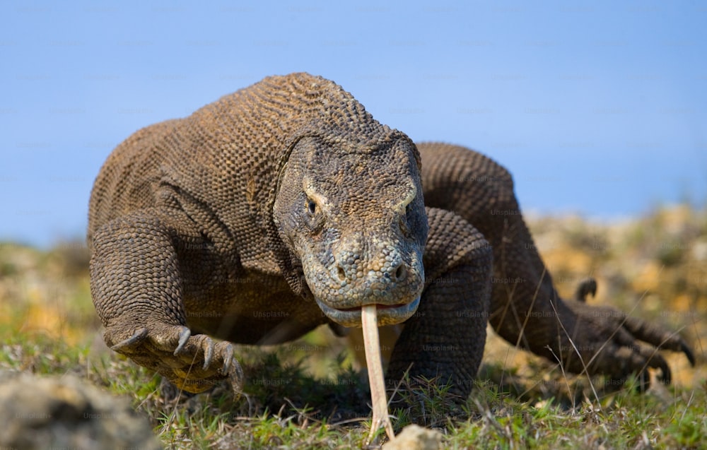 Komodo dragon is on the ground. Indonesia. Komodo National Park. An excellent illustration.
