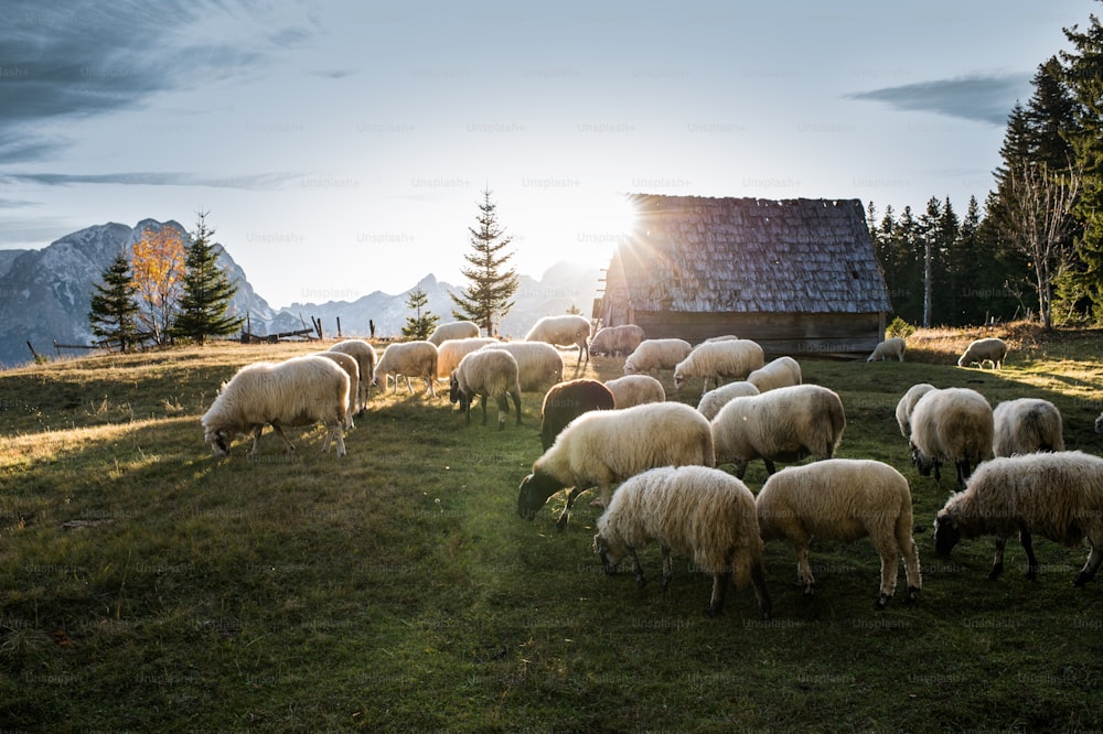 Gregge di pecore al pascolo in una collina al tramonto.