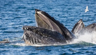 狩猟時の水面上のザトウクジラの頭と口のクローズアップ。チャタム海峡エリア。アラスカ州。米国。素晴らしいイラストです。