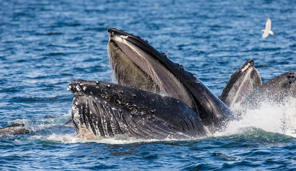 A cabeça e a boca da baleia jubarte acima da superfície da água se aproximam no momento da caçada. Área do Estreito de Chatham. Alasca. EUA. Uma excelente ilustração.