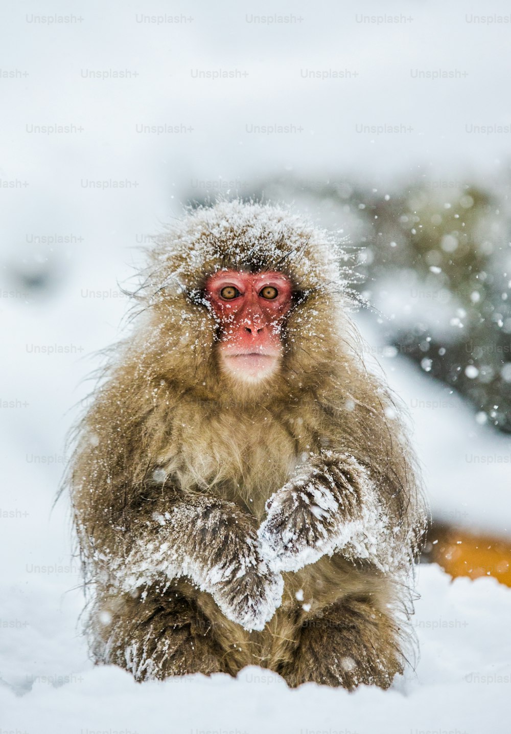 Macaque japonais assis dans la neige. Japon. Nagano. Parc des singes de Jigokudani. Une excellente illustration.