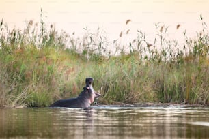 Hipopótamo bostezando en un río