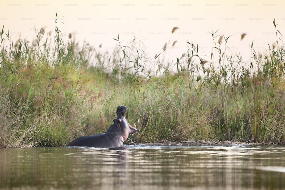 Hippo yawning in a river