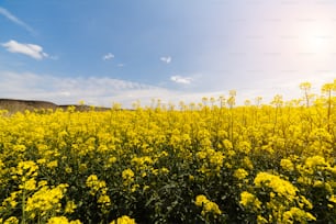 Yellow oilseed rape field under the blue bright sky with sun