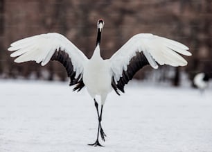 Japanese crane squared his wings. Japan. Hokkaido. Tsurui. An excellent illustration.