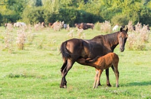 A mare stands alongside its foal