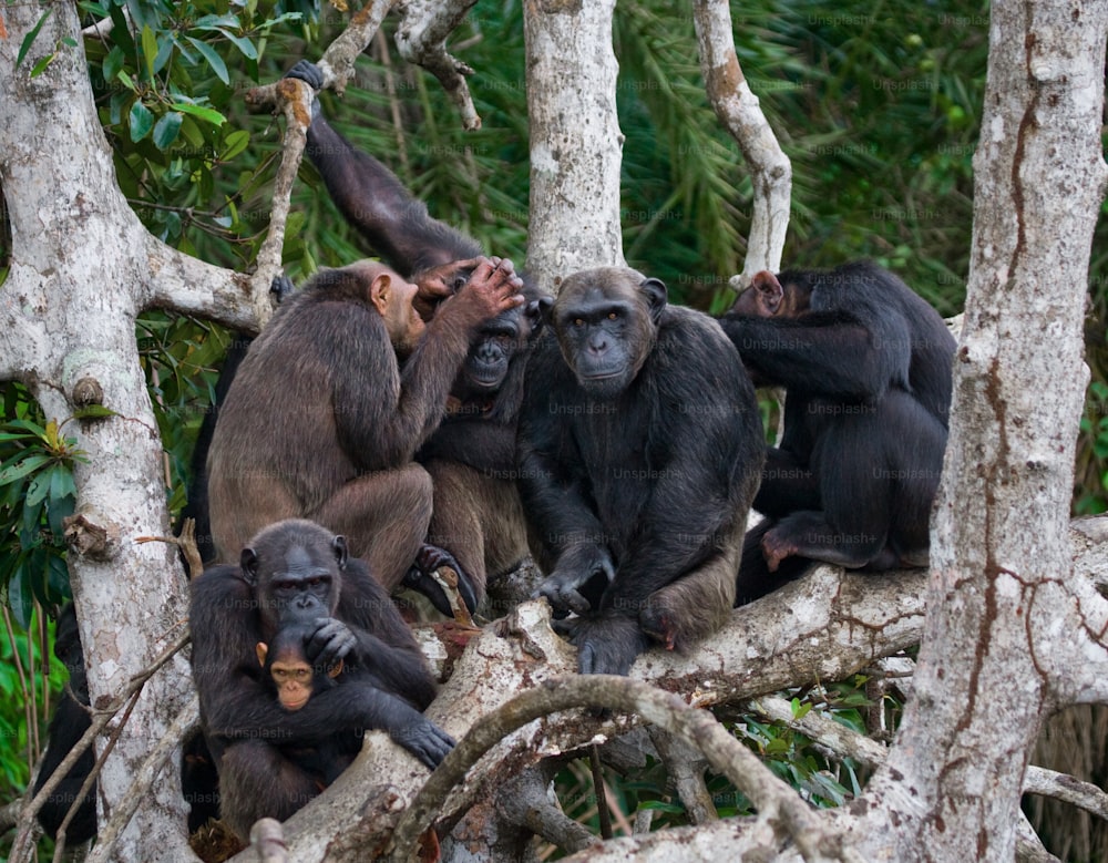 맹그로브 나뭇가지에 앉아 있는 침팬지 그룹. 콩고 공화국. 콘쿠아티-둘리 보호구역. 훌륭한 삽화.