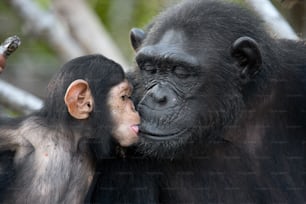 マングローブの木の上で赤ちゃんを連れたメスのチンパンジー。コンゴ共和国。コンコウアティ・ドゥーリ保護区。素晴らしいイラストです。