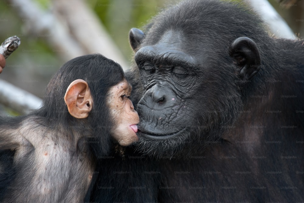 맹그로브 나무에 아기를 안고 있는 암컷 침팬지. 콩고 공화국. 콘쿠아티-둘리 보호구역. 훌륭한 삽화.