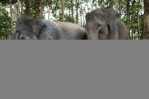 Tre elefanti asiatici nella giungla. Indonesia. Sumatra. Parco Nazionale di Way Kambas. Un'ottima illustrazione.
