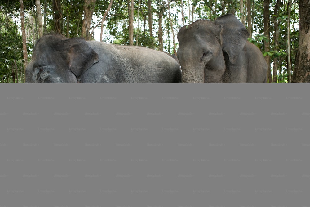 정글에 있는 세 마리의 아시아 코끼리. 인도네시아. 수마트라. 웨이 캄바스 국립공원. 훌륭한 삽화.