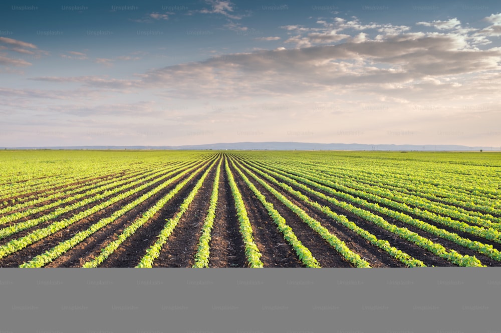 Soybean Field Rows in spring