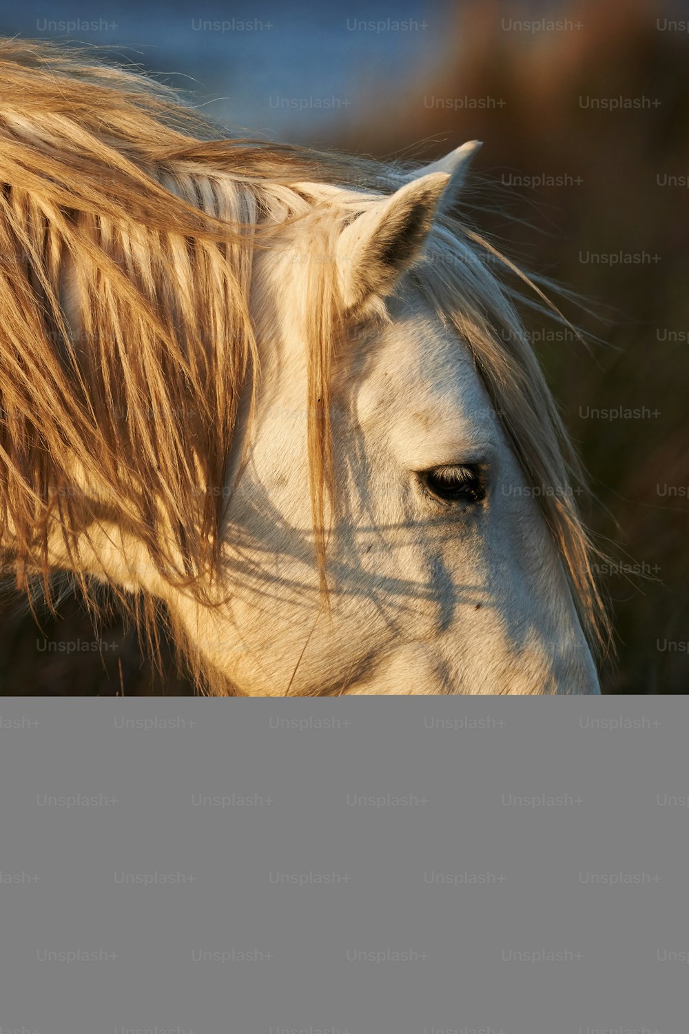 Retrato de um cavalo branco do Camargue enquanto come