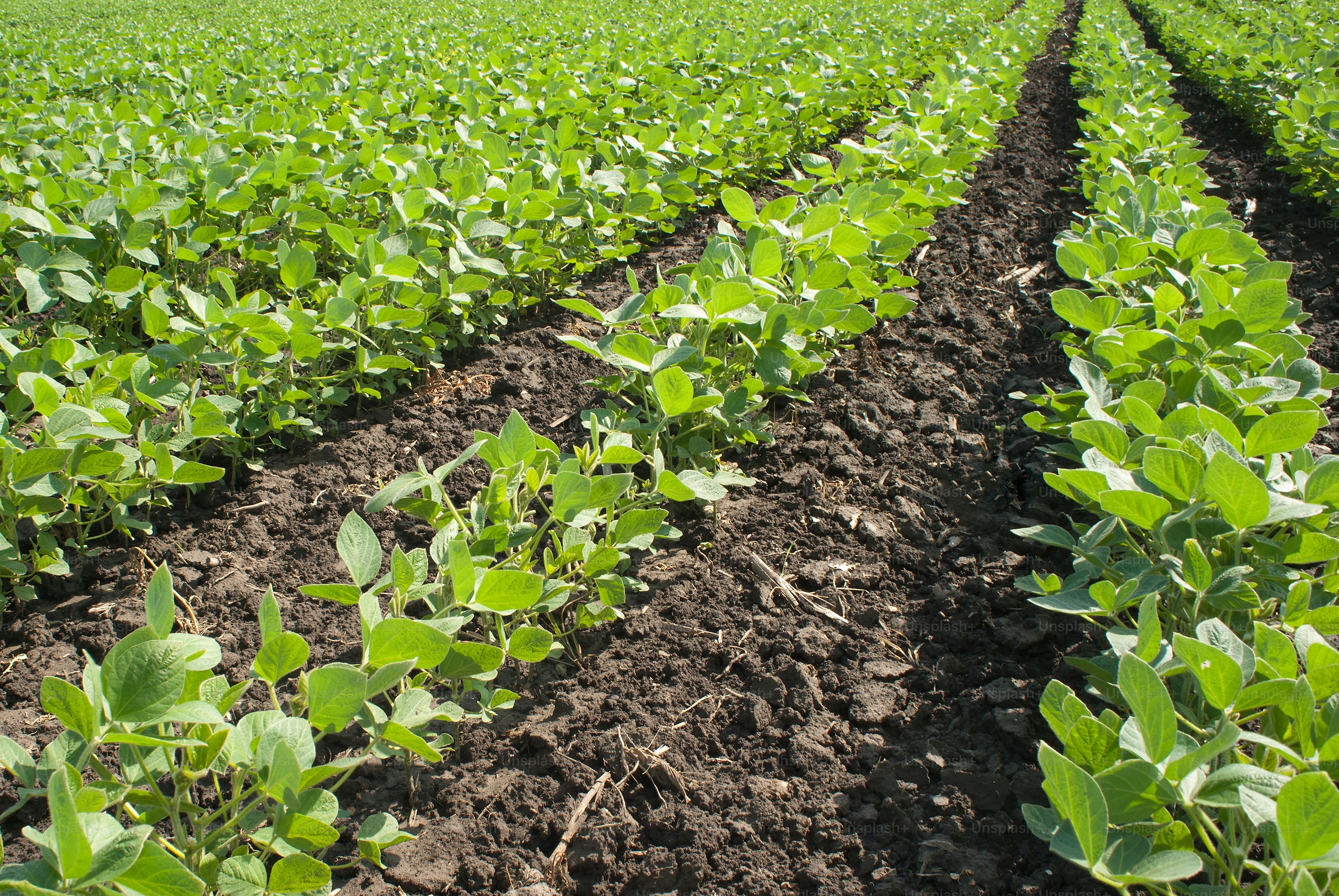 Soybean Field Rows photo – Vegetable Image on Unsplash
