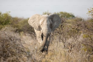 Elephant bull in Etosha National Park.