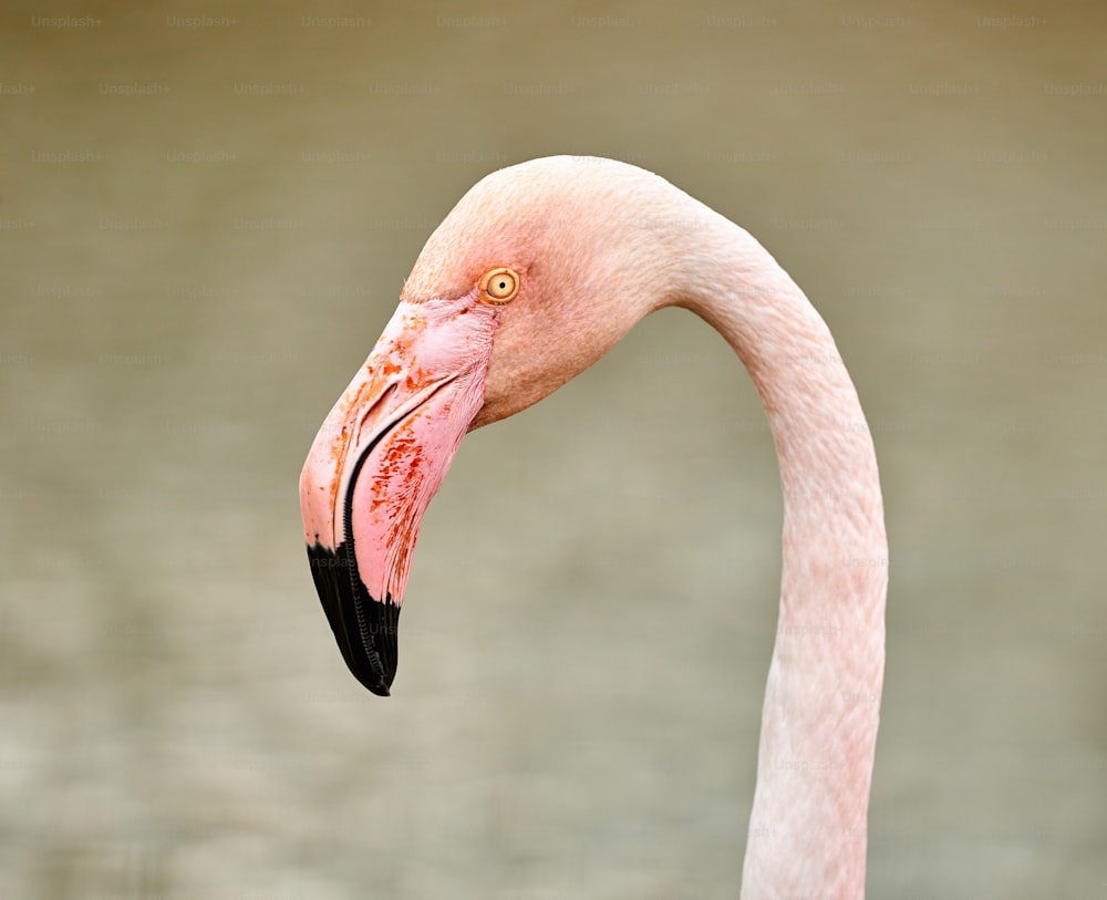 Portrait of a flamingo (Phoenicopterus roseus) photographed in Camargue