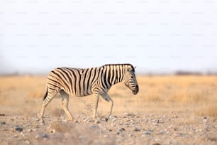Zebra no Parque Nacional de Etosha