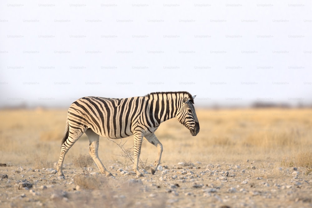 Zebra nel Parco Nazionale di Etosha