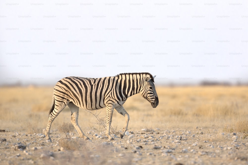 Zebra in Etosha National Park