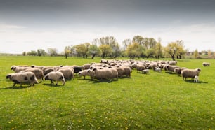 Herd of sheep on pasture - meadow in spring