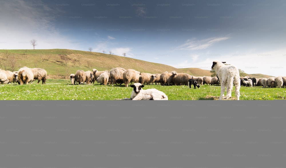 Gregge di pecore al pascolo - prato in primavera