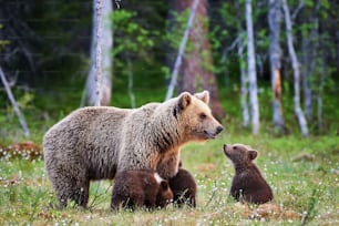 Mother bear protects her three little puppies in the finnish taiga