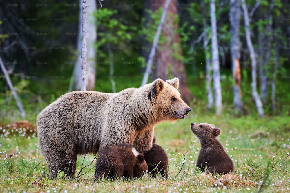 Bärenmutter beschützt ihre drei kleinen Welpen in der finnischen Taiga