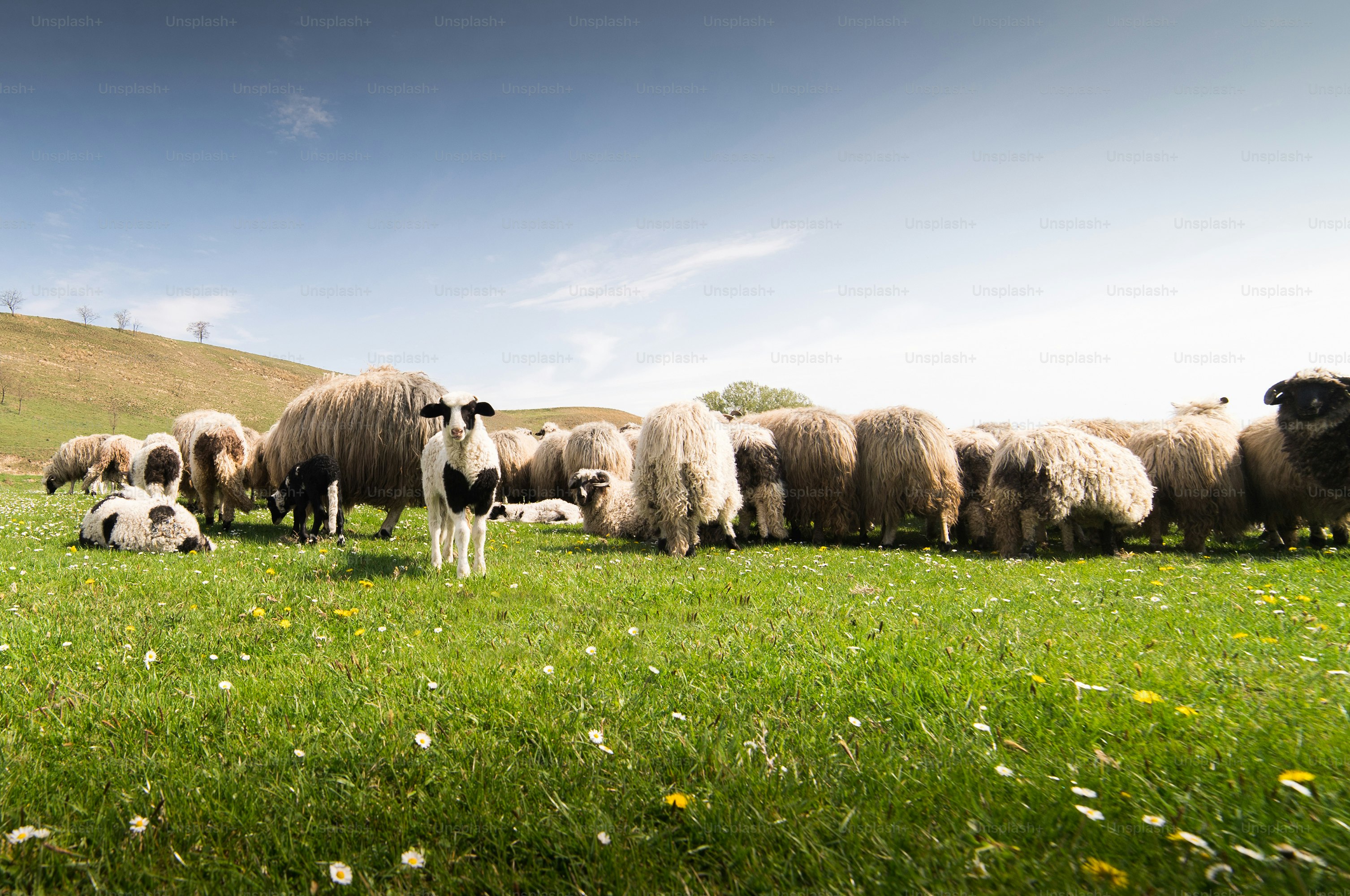 Herd of sheep on pasture - meadow in spring