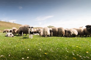 Herd of sheep on pasture - meadow in spring