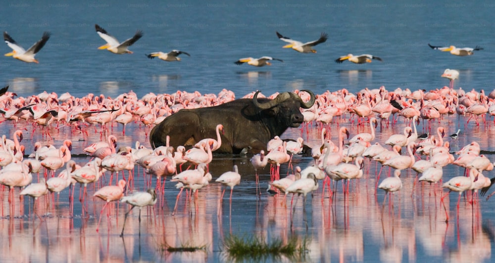 Búfalo deitado na água no fundo de grandes bandos de flamingos. Quênia. África. Parque Nacional de Nakuru. Reserva Nacional do Lago Bogoria. Uma excelente ilustração.