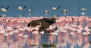 버팔로는 플라밍고의 큰 무리의 배경에 물 속에 누워 있습니다. 케냐. 아프리카. 나 쿠루 국립 공원. 보고리아 호수 국립 보호 구역. 훌륭한 삽화.