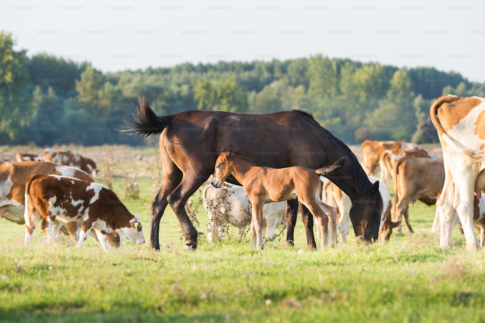 Una yegua está de pie junto a su potro con vacas
