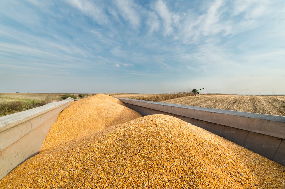 Corn grains in tractor trailer after harvest