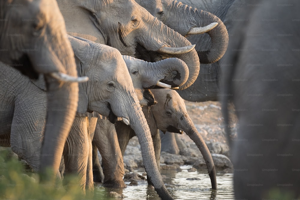 Éléphants à un point d’eau
