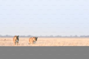 Lioness's hunting in Etosha
