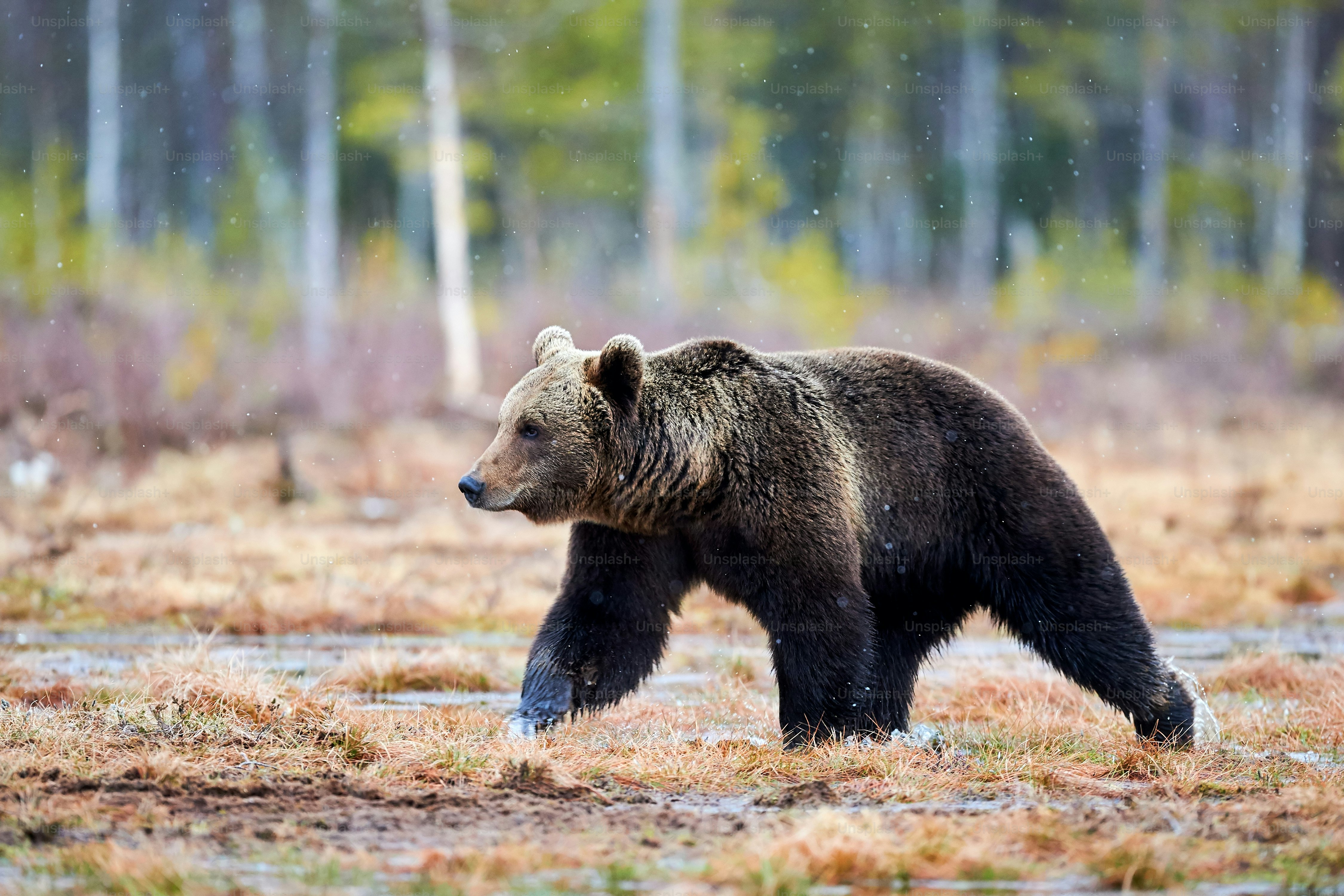 Beautiful brown bear walking in the taiga during a snowfall