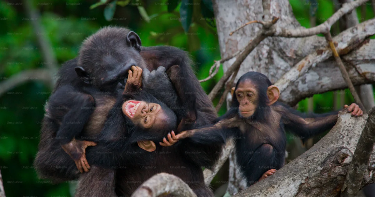 Jouet - BULLYLAND - Chimpanzé avec bébé - Modèle B63594 - Intérieur - Mixte - Jeux - Jouets Jouet - BULLYLAND - Chimpanzé avec bébé - Modèle B63594 - Intérieur - Mixte - Jeux - Jouets