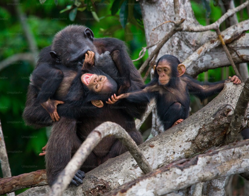 Ein weiblicher Schimpanse mit Baby auf Mangrovenbäumen. Republik Kongo. Conkouati-Douli Reservat. Eine ausgezeichnete Illustration.