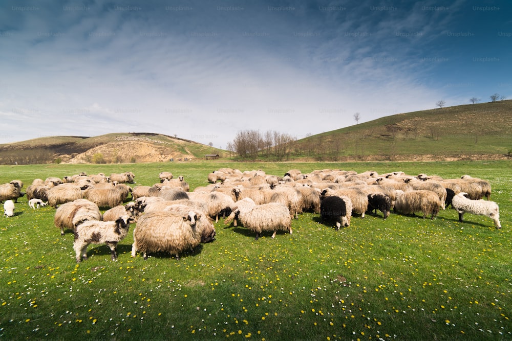 Rebaño de ovejas en pasto: prado en primavera