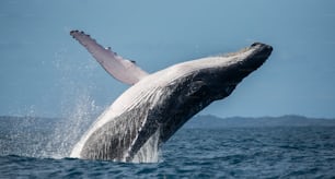 ザトウクジラが水から飛び出す。マダガスカル。セントメアリーズ島。素晴らしいイラストです。