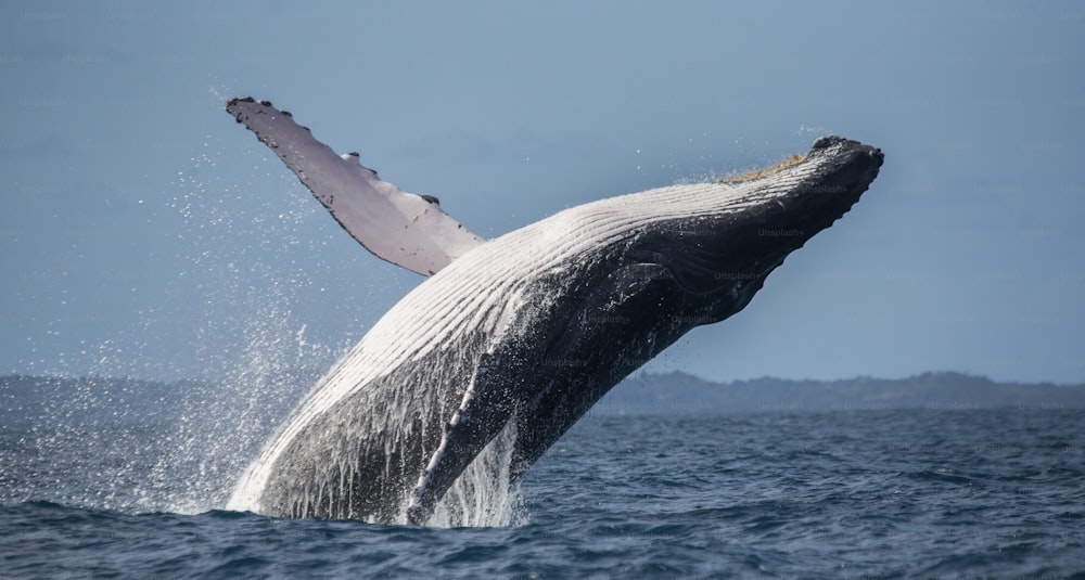 La ballena jorobada salta fuera del agua. Madagascar. Isla de Santa María. Una excelente ilustración.