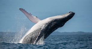 Humpback whale jumps out of the water. Madagascar. St. Mary's Island. An excellent illustration.