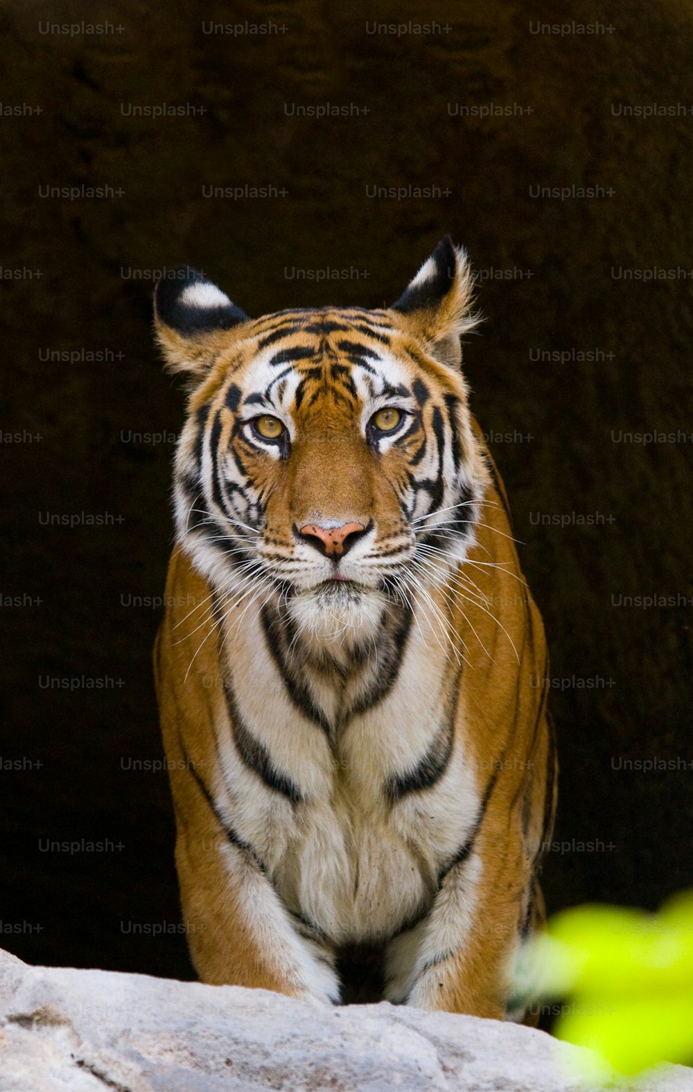 Wild Bengal Tiger in the cave. India. Bandhavgarh National Park. Madhya Pradesh. An excellent illustration.