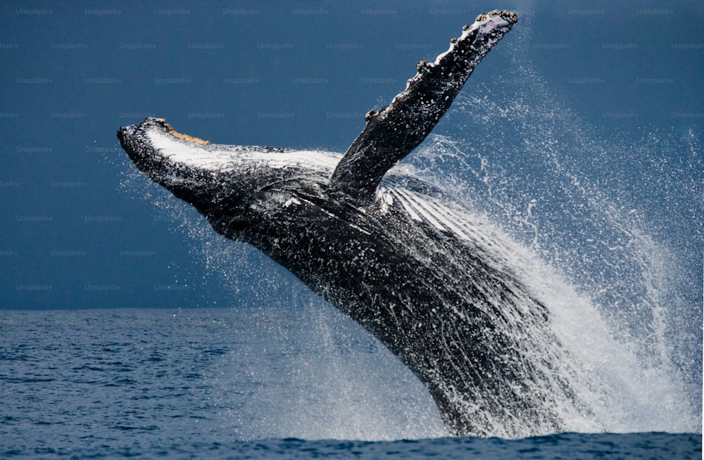 Humpback whale in the water. Madagascar. St. Mary's Island. An excellent illustration.