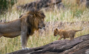 León macho grande con cachorro. Parque nacional. Kenia. Tanzania. Masai Mara. Serengeti. Una excelente ilustración.